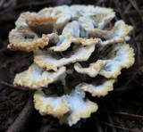 Thelephora vialis image