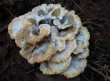 Thelephora vialis image