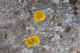 Candelina submexicana image