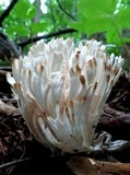 Tremellodendron schweinitzii image