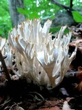 Tremellodendron schweinitzii image