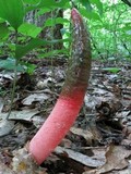 Mutinus elegans image