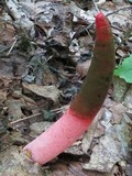 Mutinus elegans image