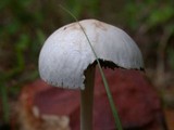 Panaeolus antillarum image