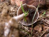 Panaeolus antillarum image