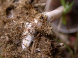 Panaeolus antillarum image