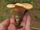 Tapinella atrotomentosa image