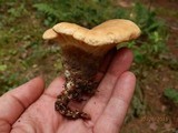 Tapinella atrotomentosa image