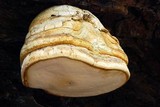 Fomitopsis officinalis image