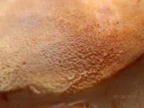 Tapinella atrotomentosa image