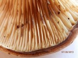 Tapinella atrotomentosa image