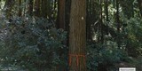 Fomitopsis officinalis image