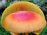 Amanita caesarea image