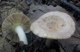 Lactarius chrysorrheus image