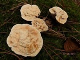 Hydnellum aurantiacum image
