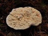 Hydnellum aurantiacum image