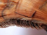 Hydnellum aurantiacum image