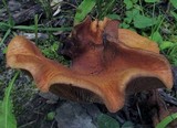 Lactarius peckii image