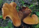 Lactarius peckii image