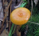 Hygrocybe laeta var. laeta image