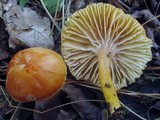 Hygrocybe laeta var. laeta image