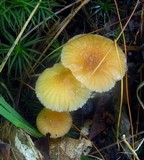 Hygrocybe laeta var. laeta image