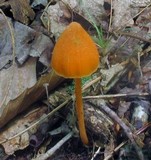 Entoloma quadratum image