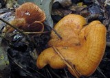 Lactarius peckii image
