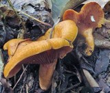 Lactarius peckii image