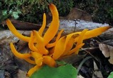 Clavulinopsis aurantiocinnabarina image