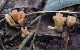 Podoscypha aculeata image