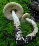 Leccinum luteum image