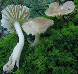 Hygrocybe nitrata image