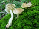 Hygrocybe nitrata image