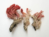 Ramaria araiospora image