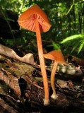 Entoloma quadratum image