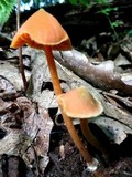 Entoloma quadratum image