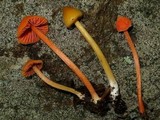 Entoloma quadratum image