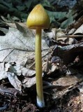 Entoloma luteum image