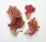 Ramaria araiospora image