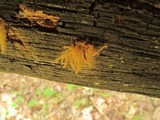 Arcyria obvelata image