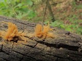 Arcyria obvelata image