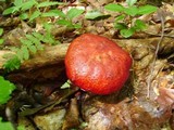 Boletus frostii image
