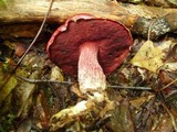 Boletus frostii image