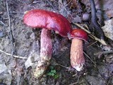 Boletus frostii image