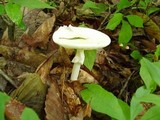 Amanita brunnescens var. pallida image