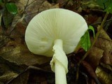 Amanita brunnescens var. pallida image