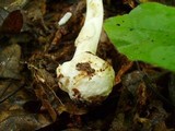 Amanita brunnescens var. pallida image