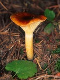 Hygrophorus speciosus image