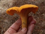 Cantharellus enelensis image